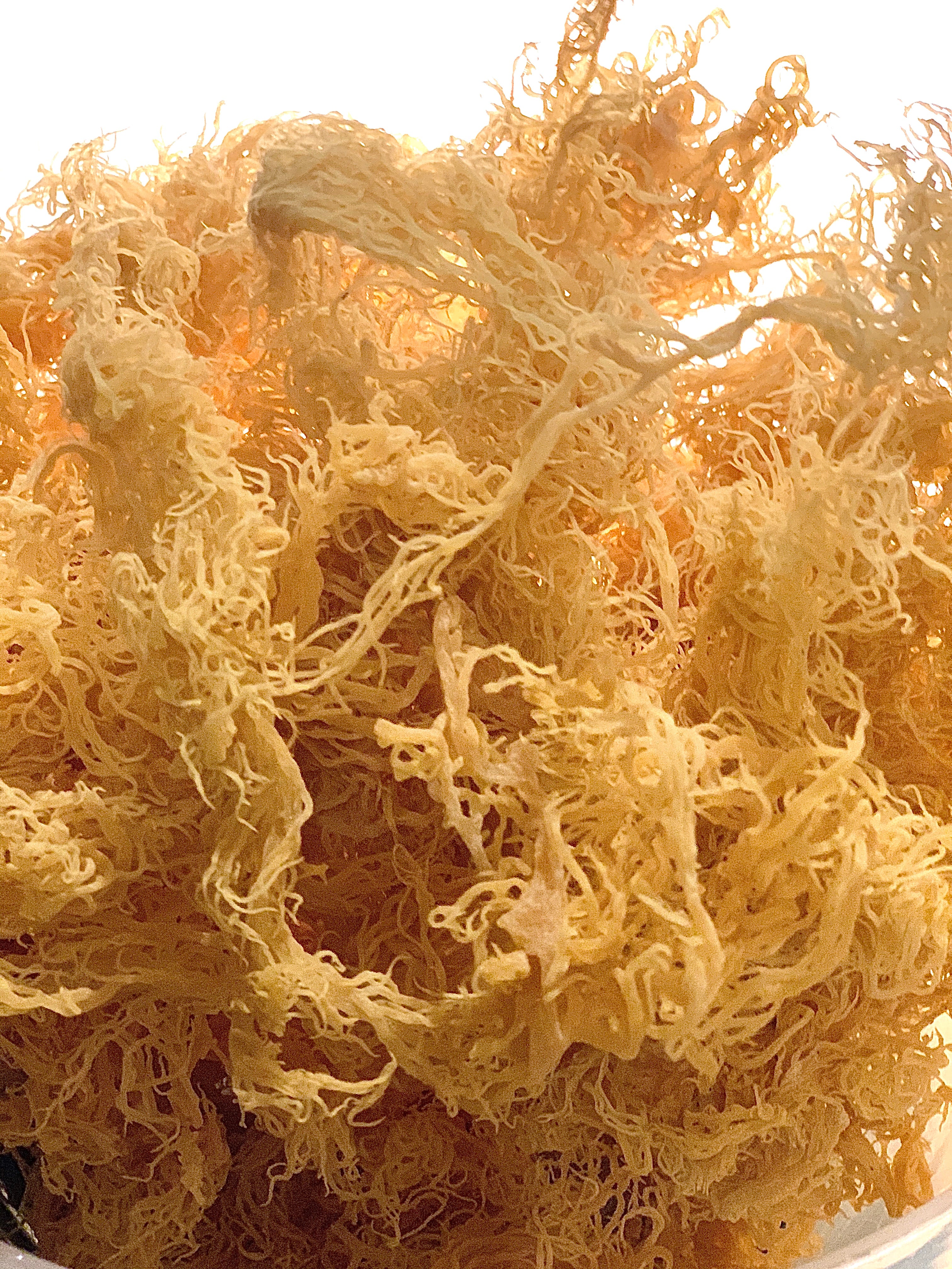 Golden Sea Moss (Eucheuma Cottonii) SOLD OUT!